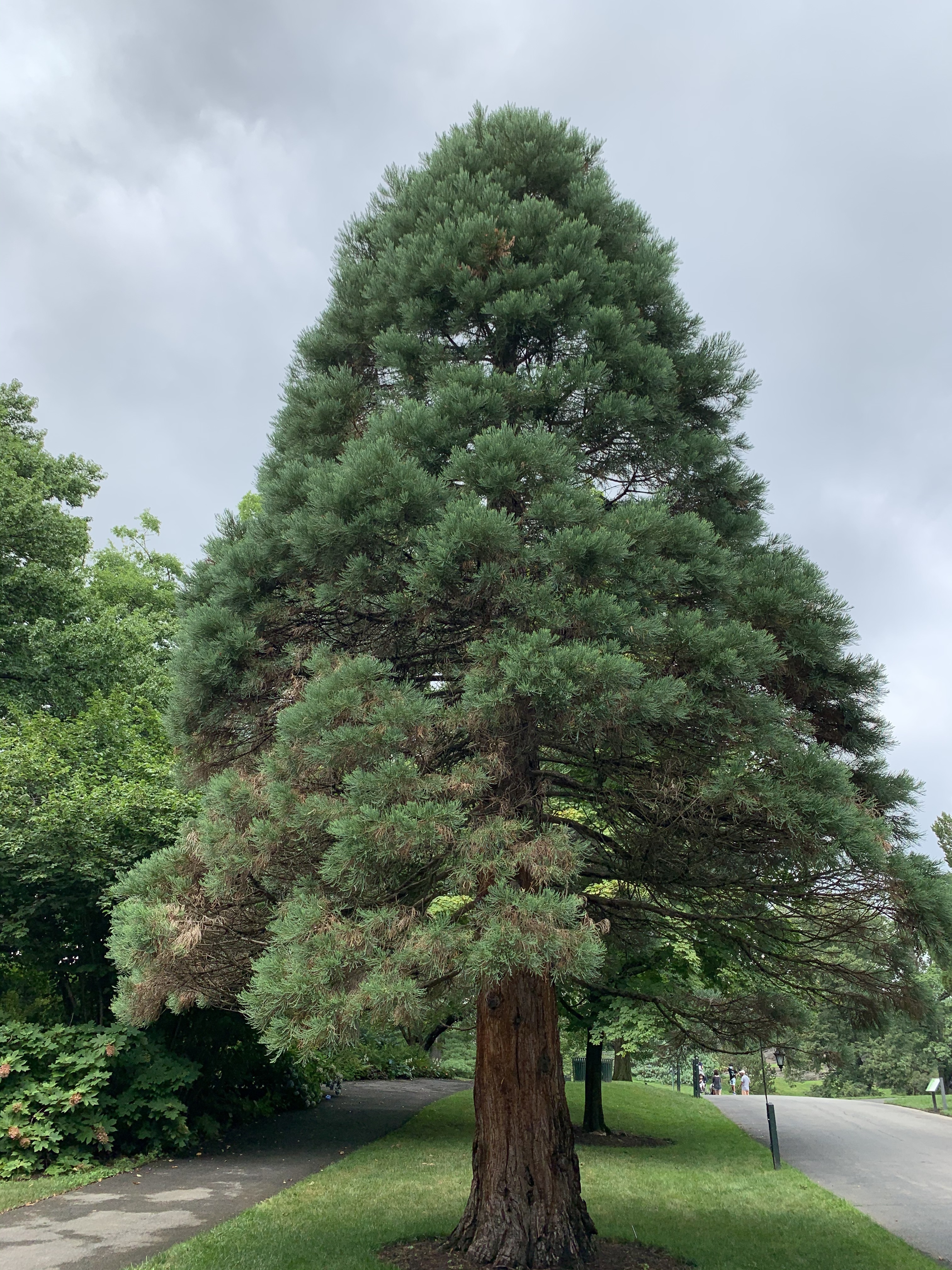 Sequoiadendron giganteum
