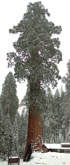 Sequoiadendron giganteum
