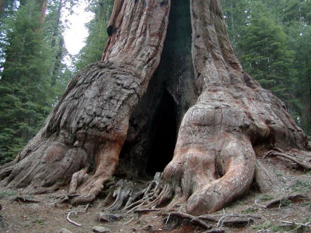 Sequoiadendron giganteum