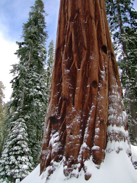 Sequoiadendron giganteum