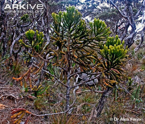 Dacrydium gibbsiae
