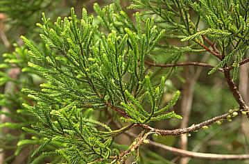 Dacrydium gibbsiae