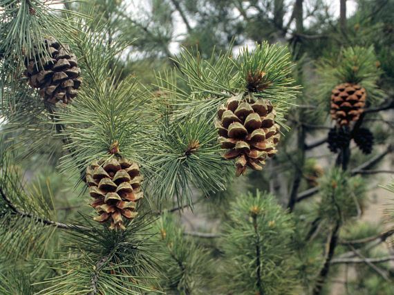 Pinus gerardiana