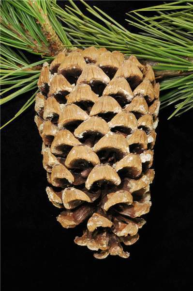 Pinus gerardiana
