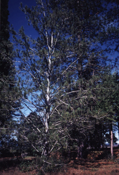 Pinus gerardiana