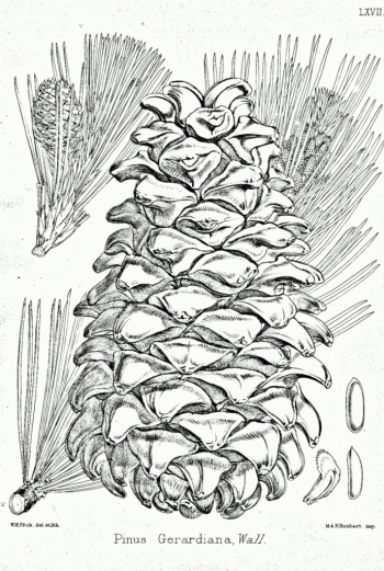 Pinus gerardiana