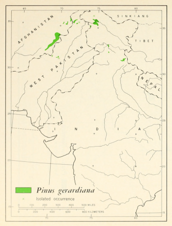 Pinus gerardiana
