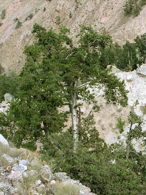 Pinus gerardiana