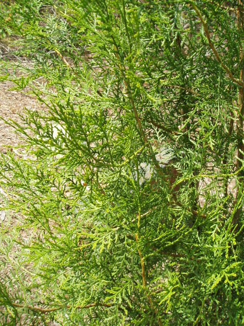 Cupressus funebris