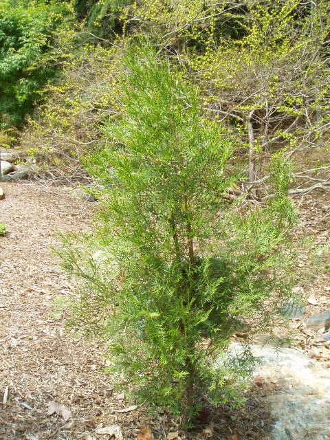 Cupressus funebris