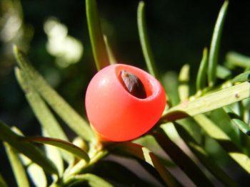 Taxus contorta