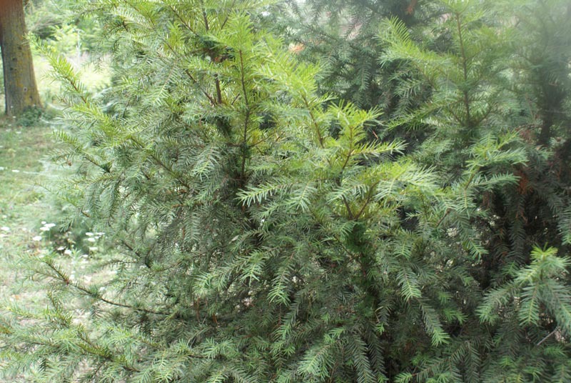 Taxus contorta