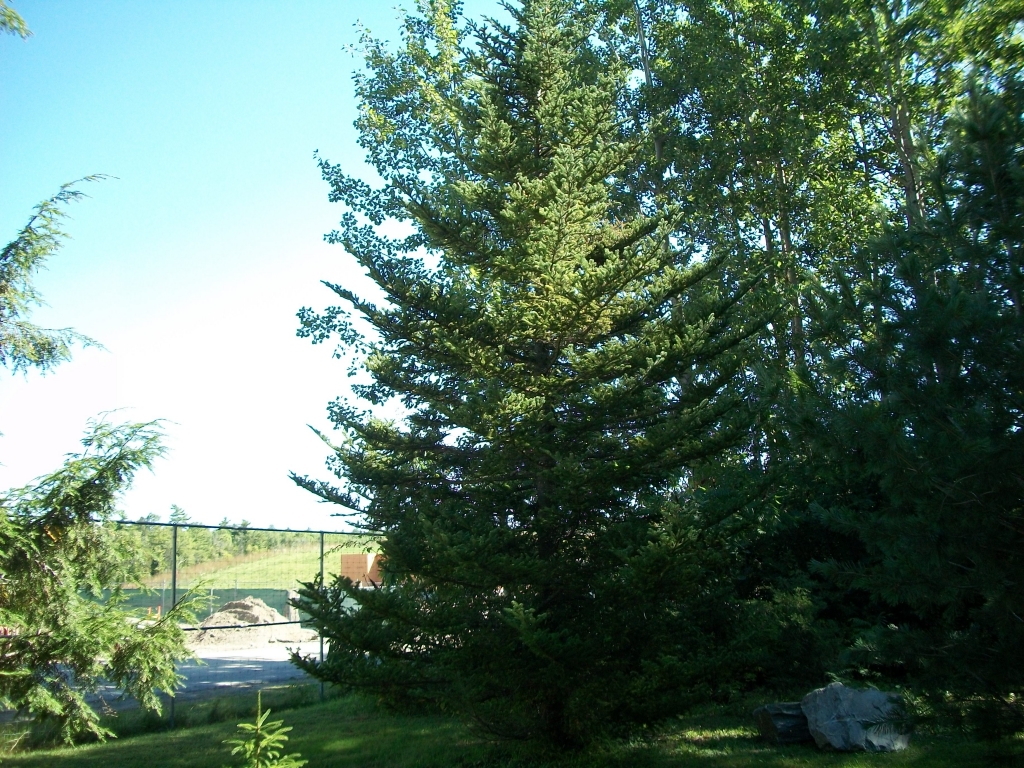 Abies fraseri