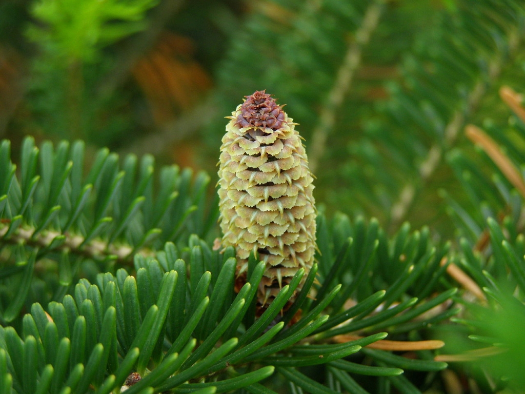 Abies fraseri
