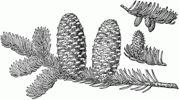 Abies fraseri