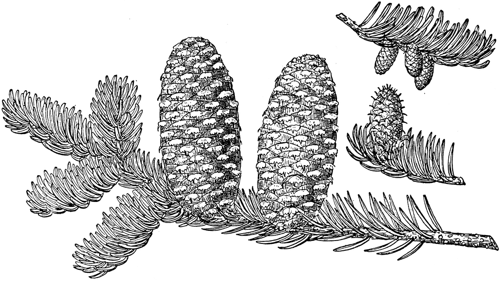 Abies fraseri