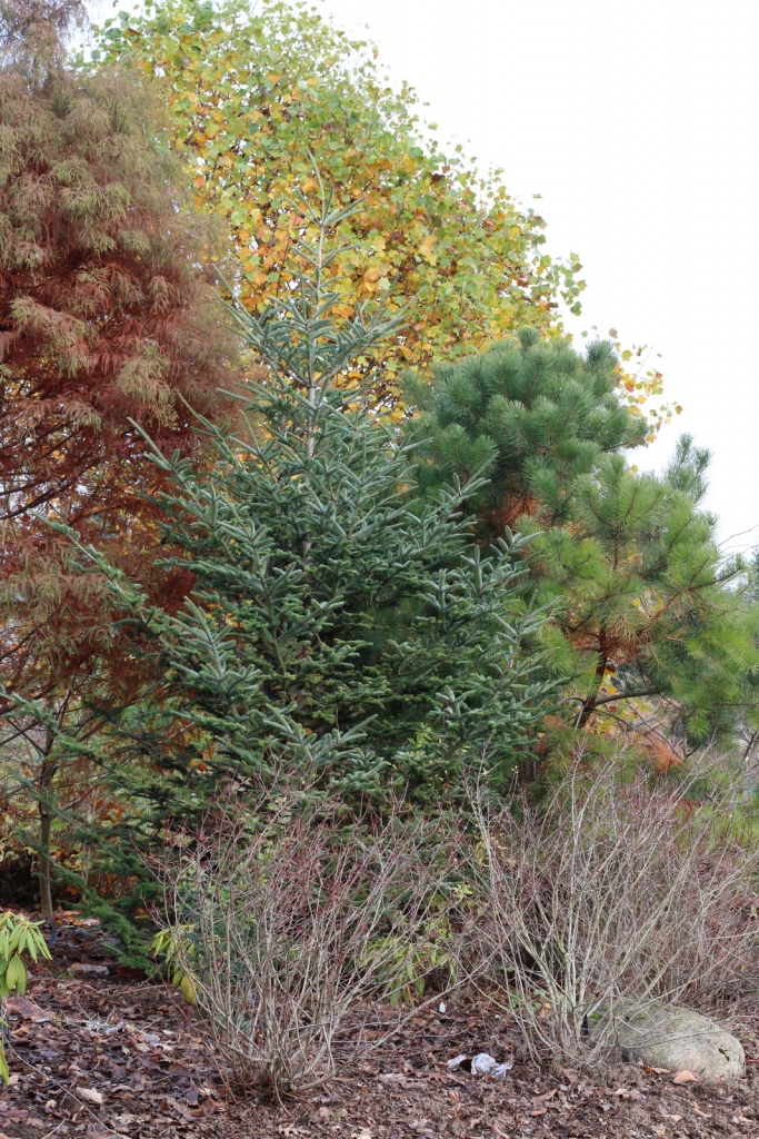 Abies fraseri