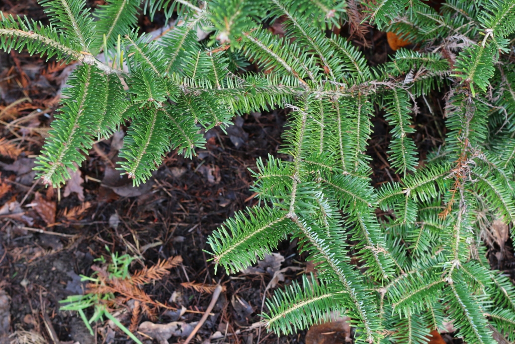 Abies fraseri