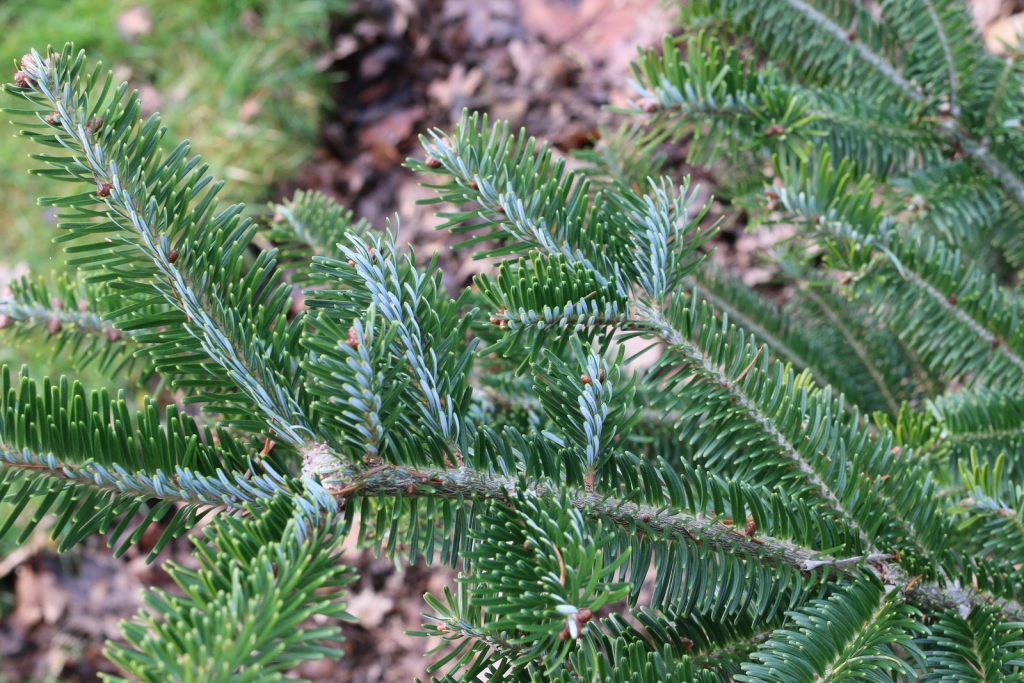 Abies fraseri