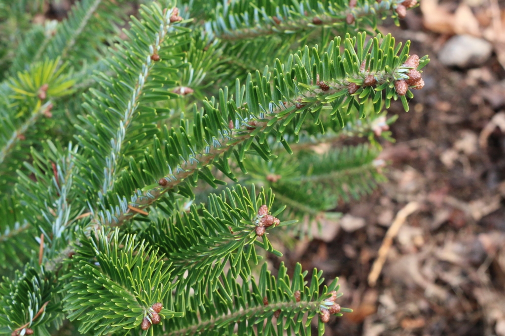 Abies fraseri