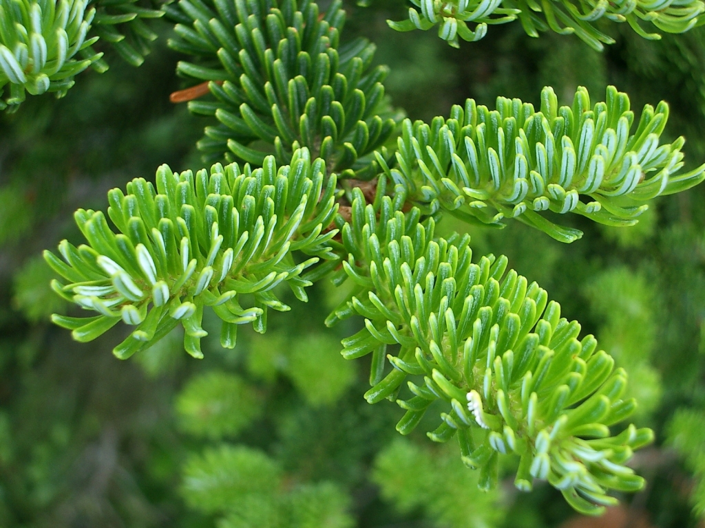 Abies fraseri