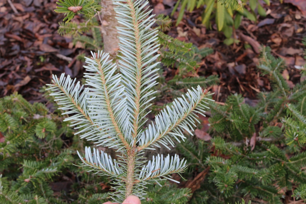 Abies fraseri