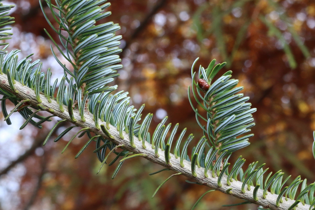 Abies fraseri