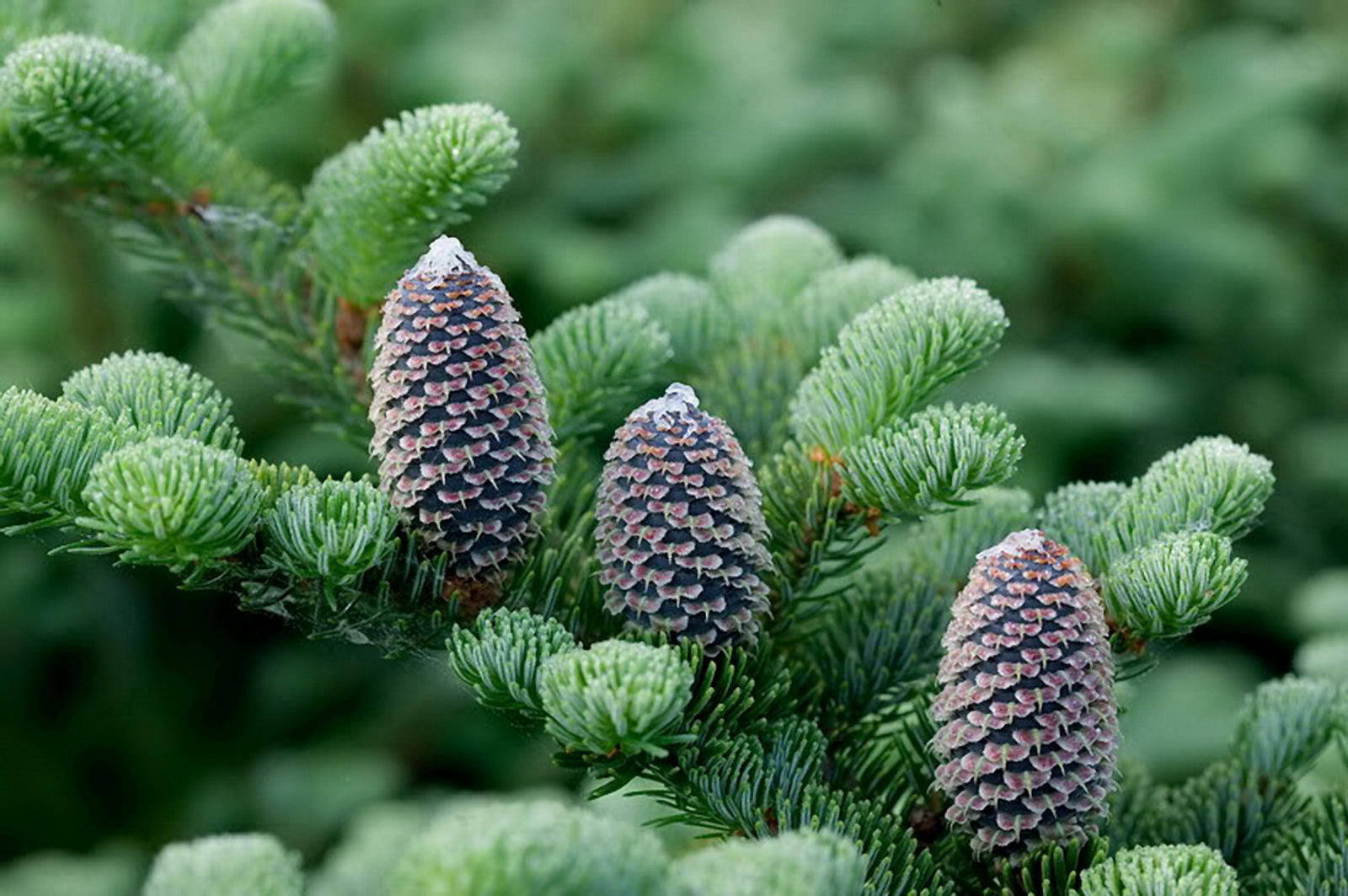 Abies fraseri