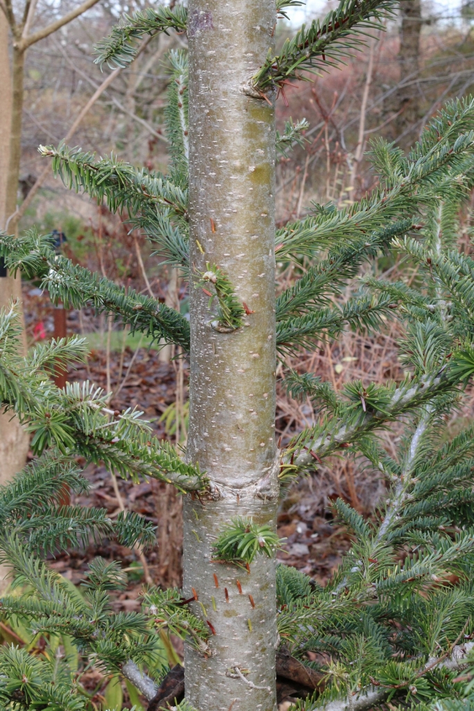 Abies fraseri