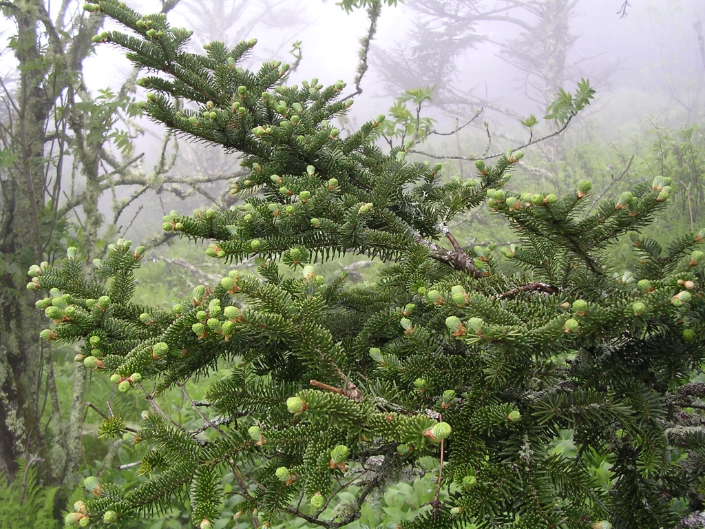 Abies fraseri