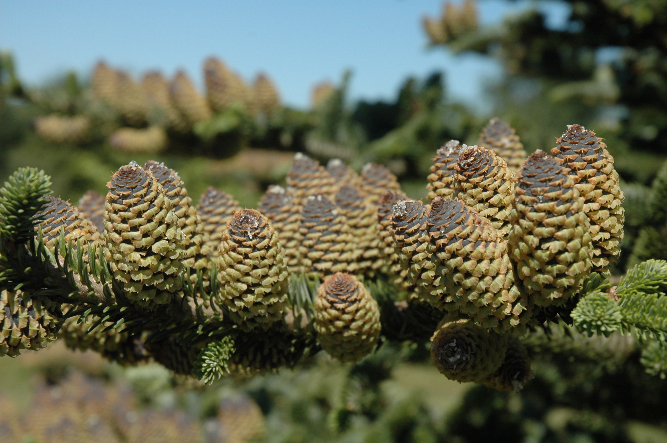 Abies fraseri