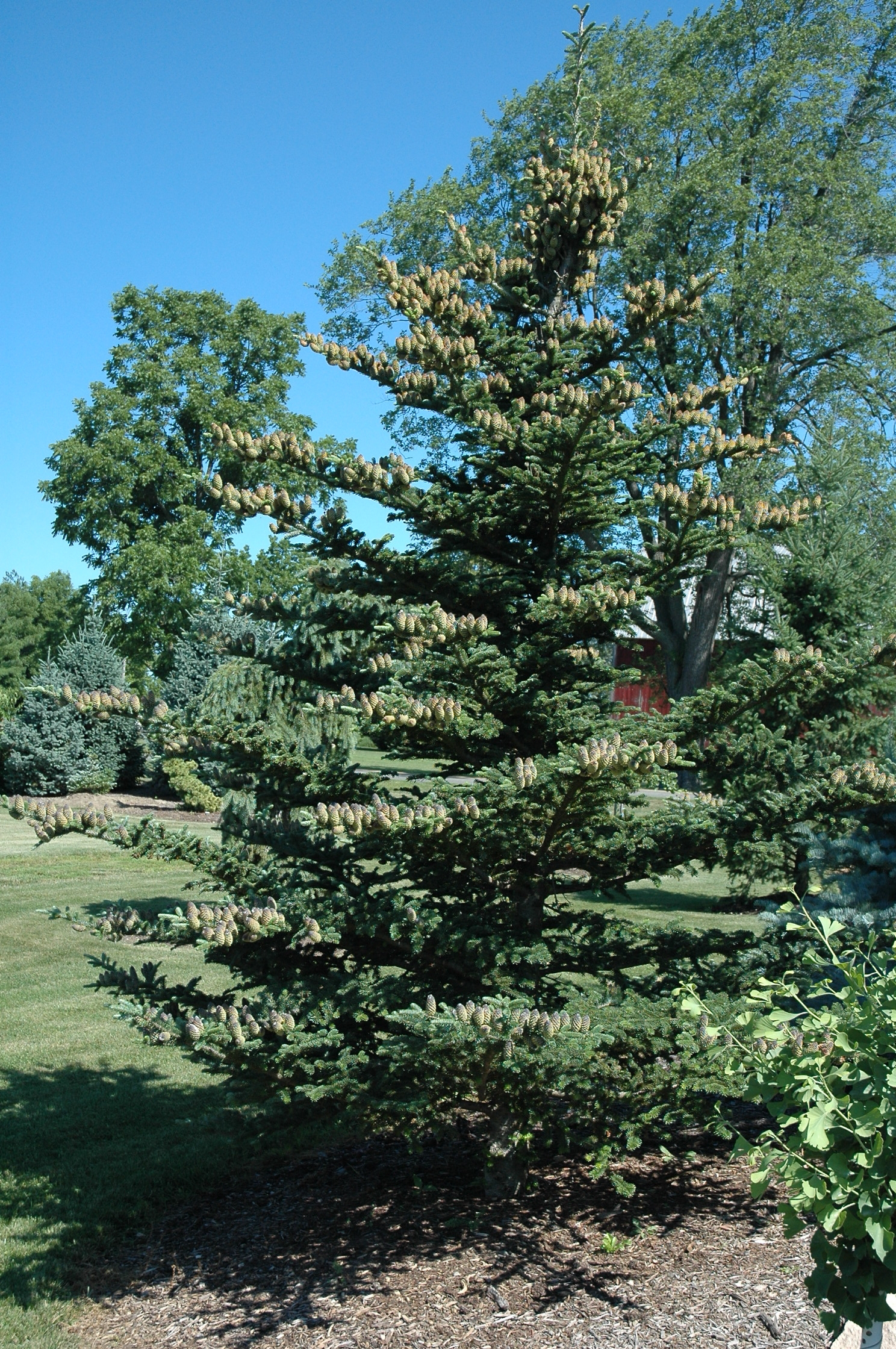 Abies fraseri