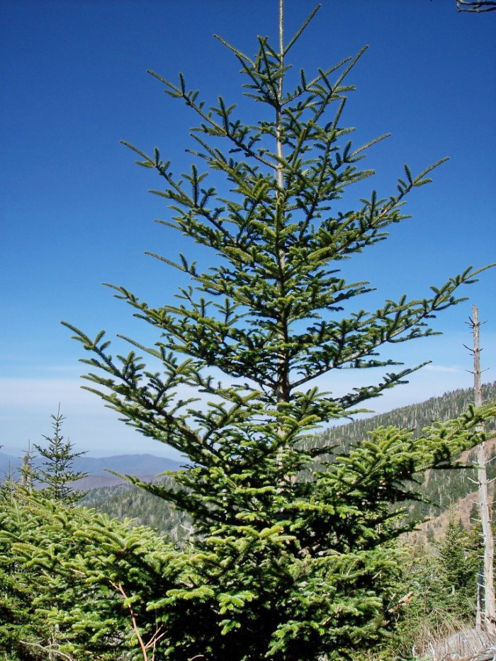 Abies fraseri
