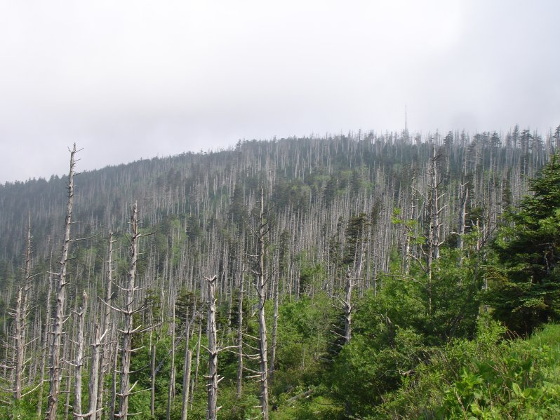 Abies fraseri
