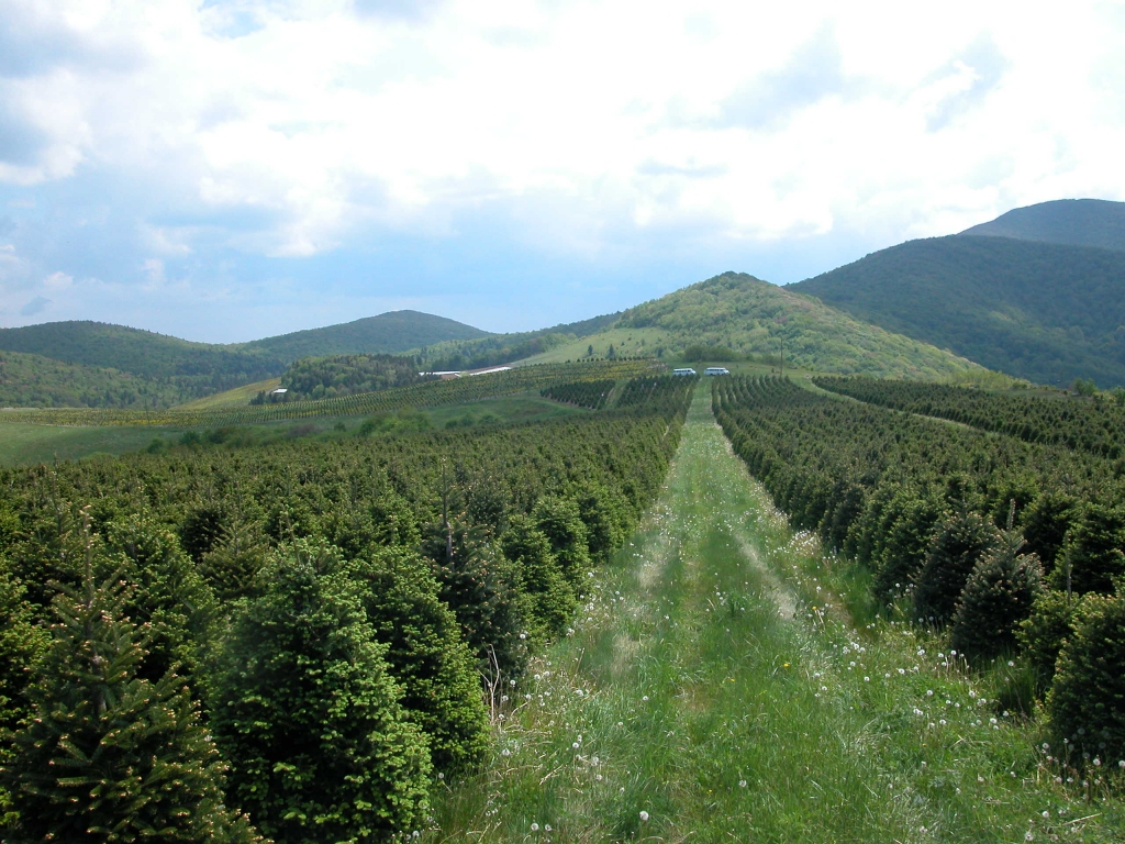 Abies fraseri