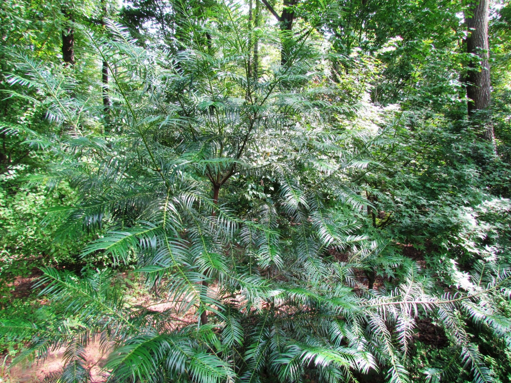 Cephalotaxus fortunei