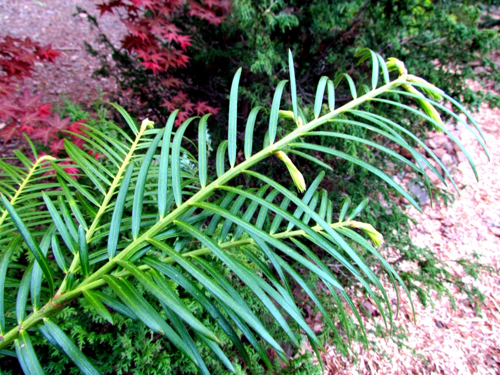 Cephalotaxus fortunei