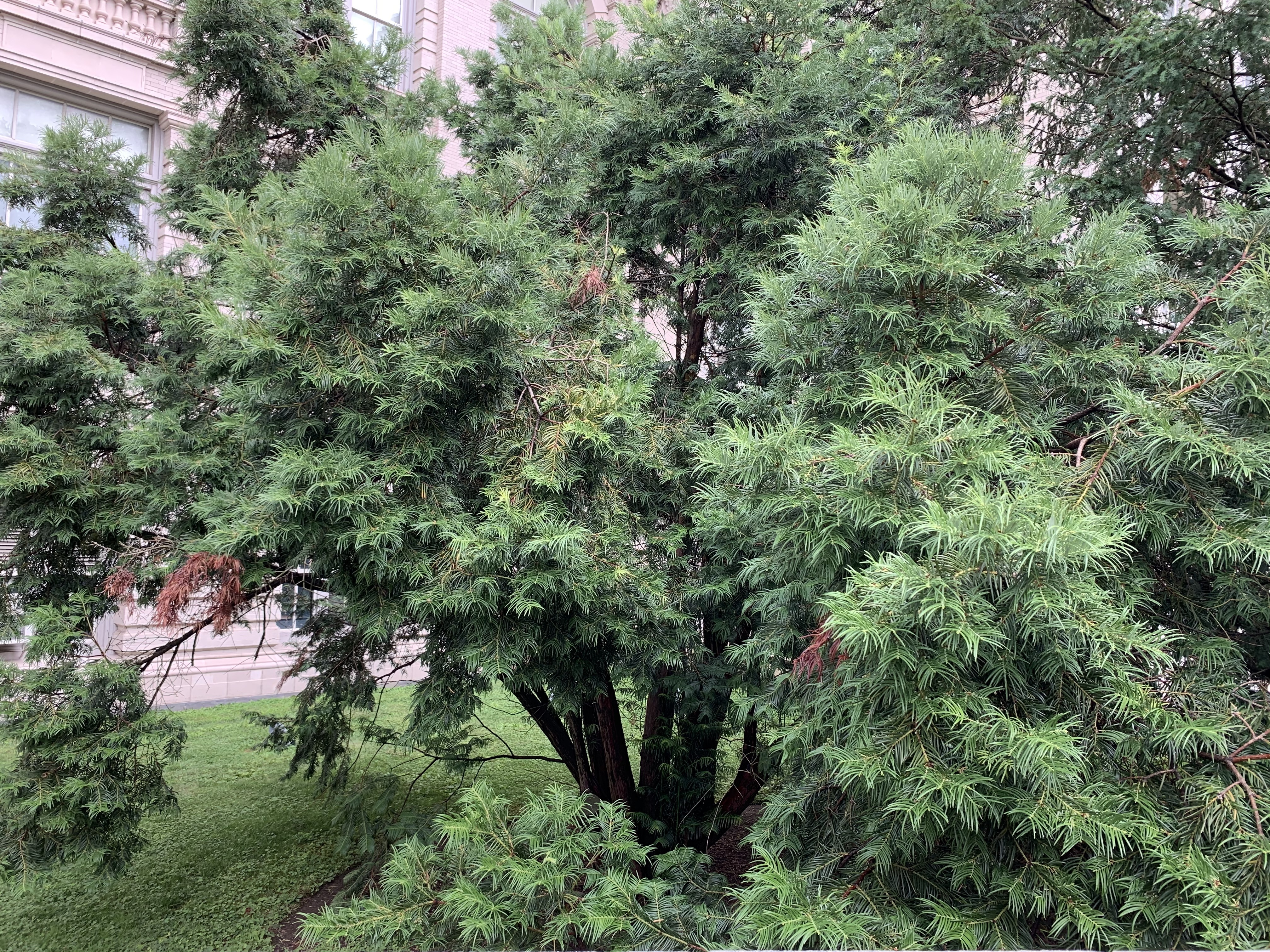Cephalotaxus fortunei