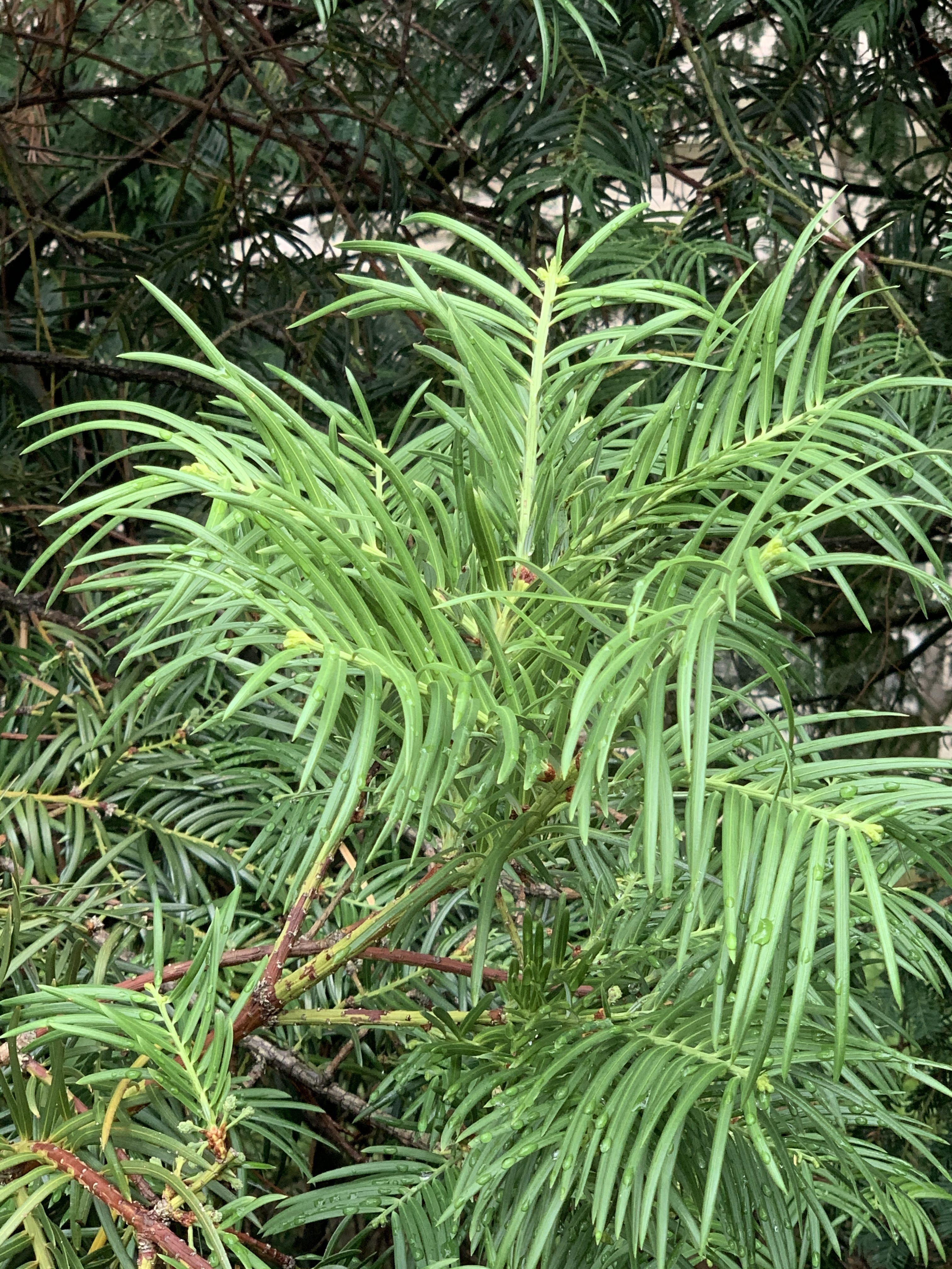 Cephalotaxus fortunei