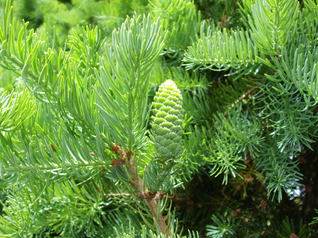Keteleeria fortunei