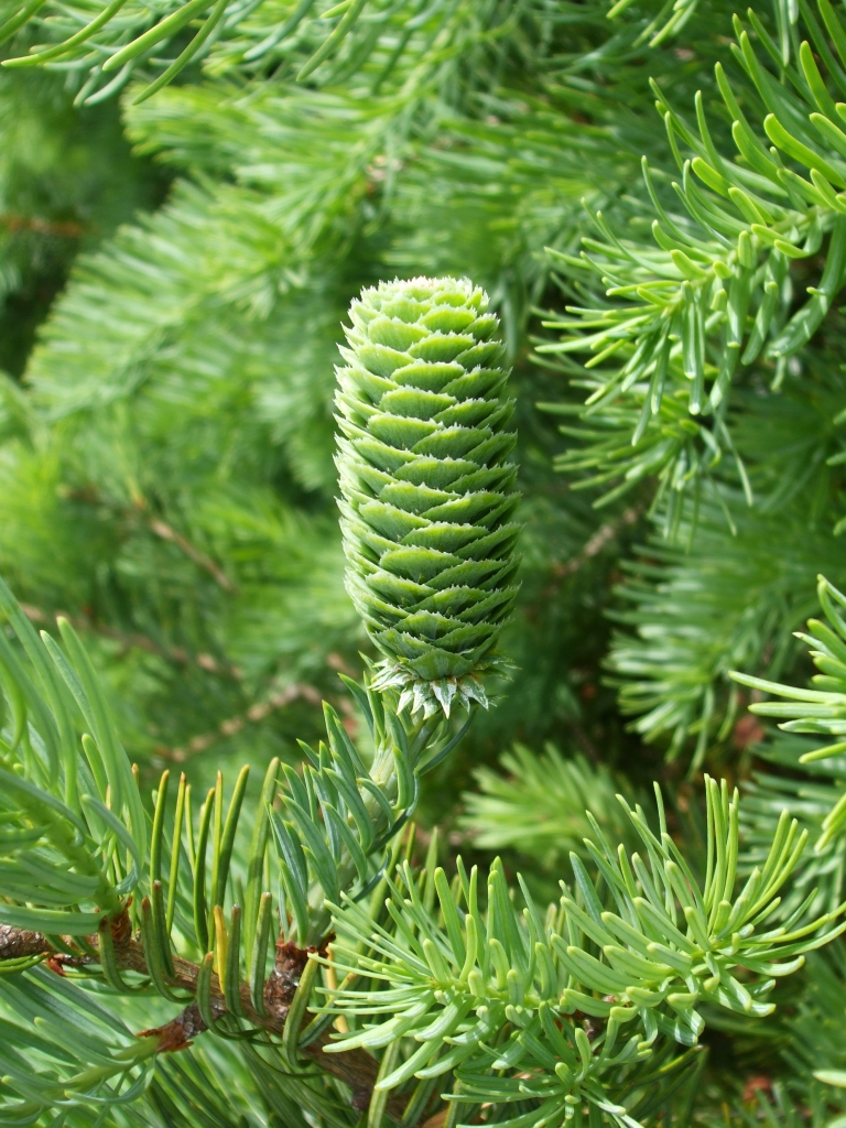 Keteleeria fortunei