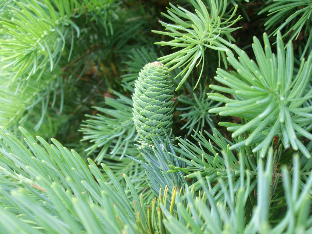 Keteleeria fortunei