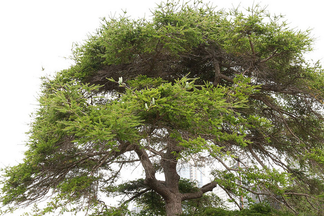 Keteleeria fortunei