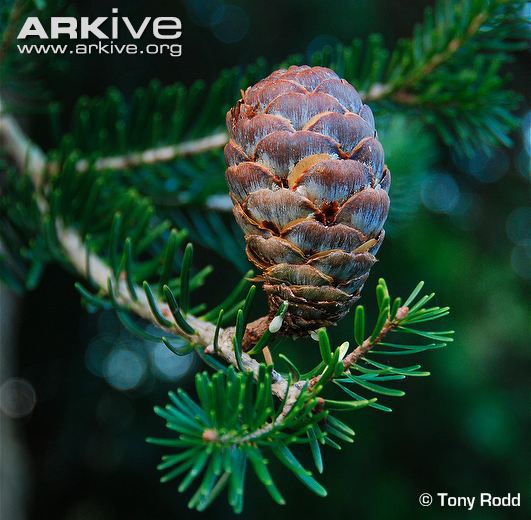 Keteleeria fortunei
