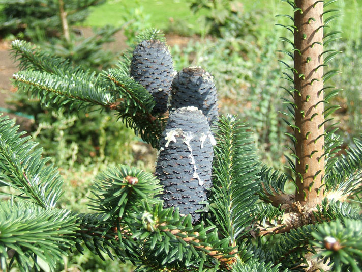 Abies forrestii