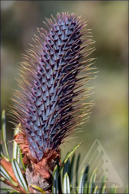 Abies forrestii