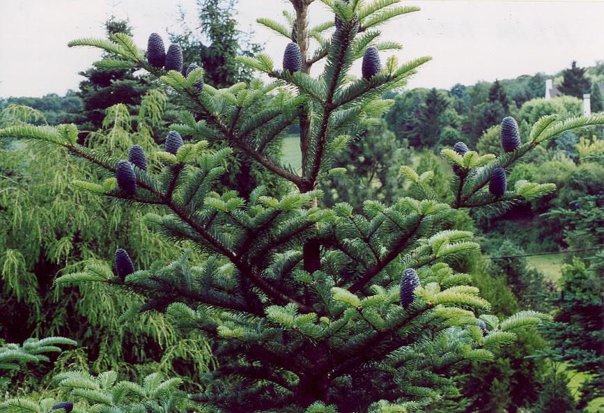 Abies forrestii