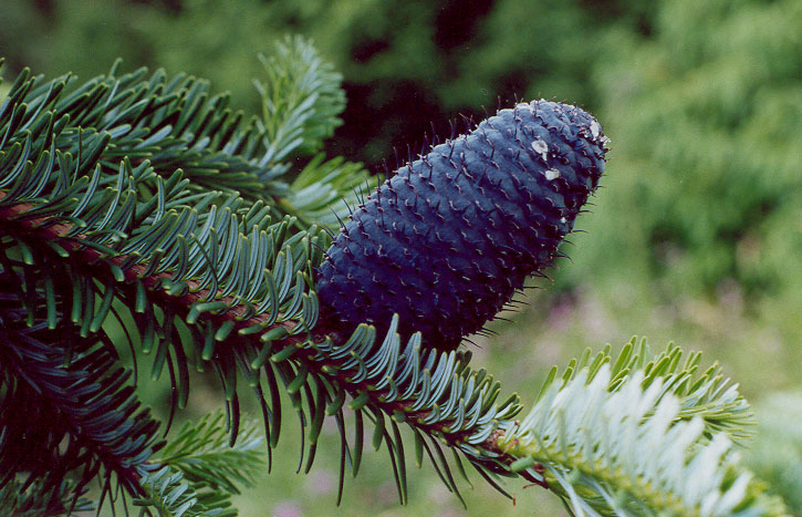 Abies forrestii