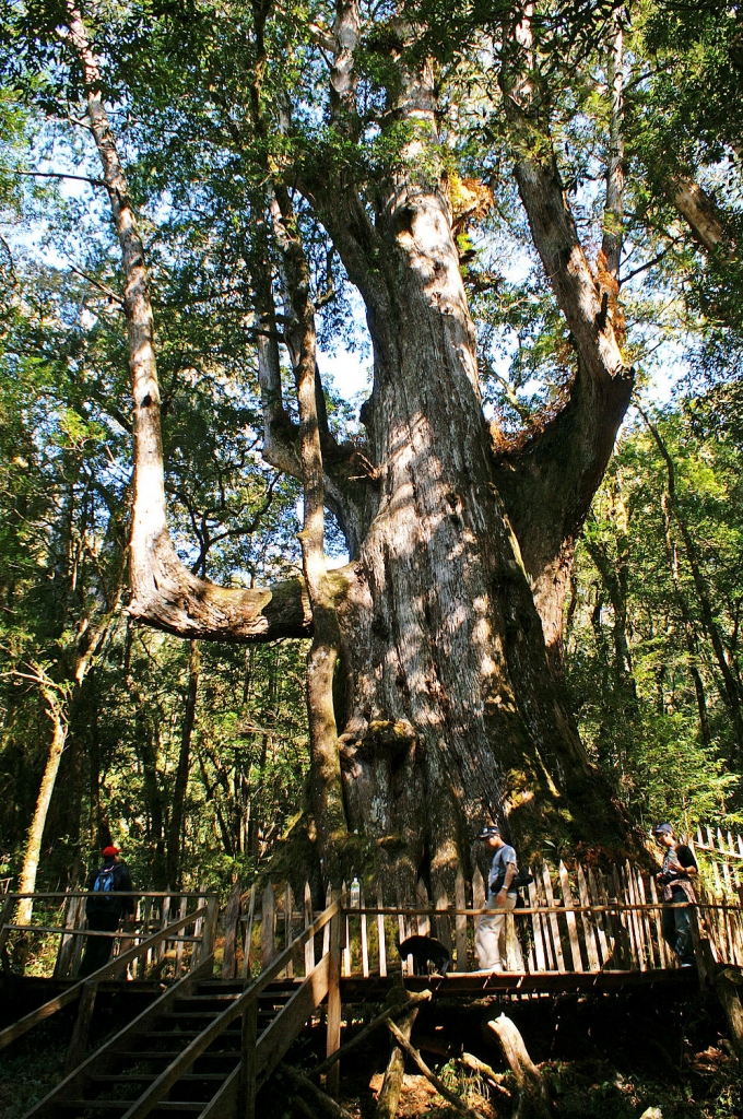Chamaecyparis formosensis