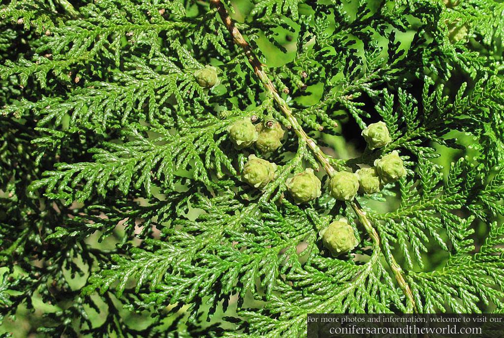Chamaecyparis formosensis